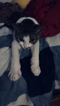 Rosie image 3