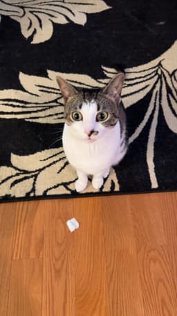 Rosie image 4