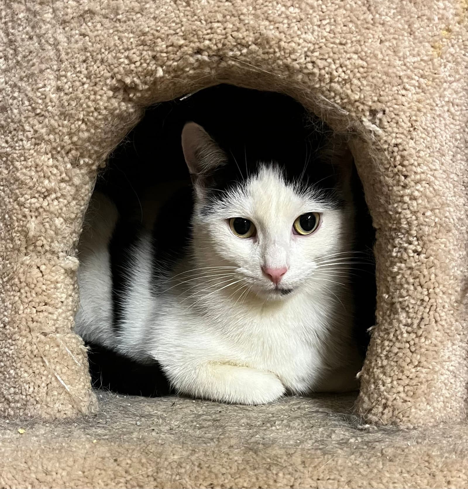 Bert - Domestic Short Hair