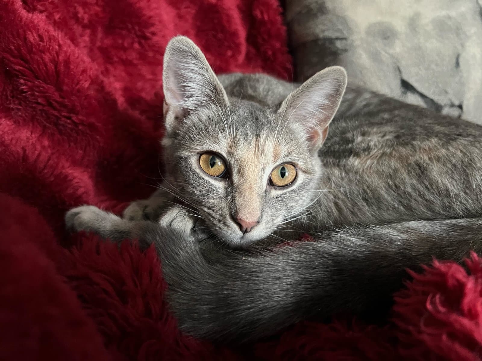 Midge - Domestic Short Hair