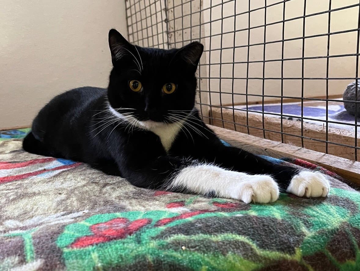 Ernie - Tuxedo