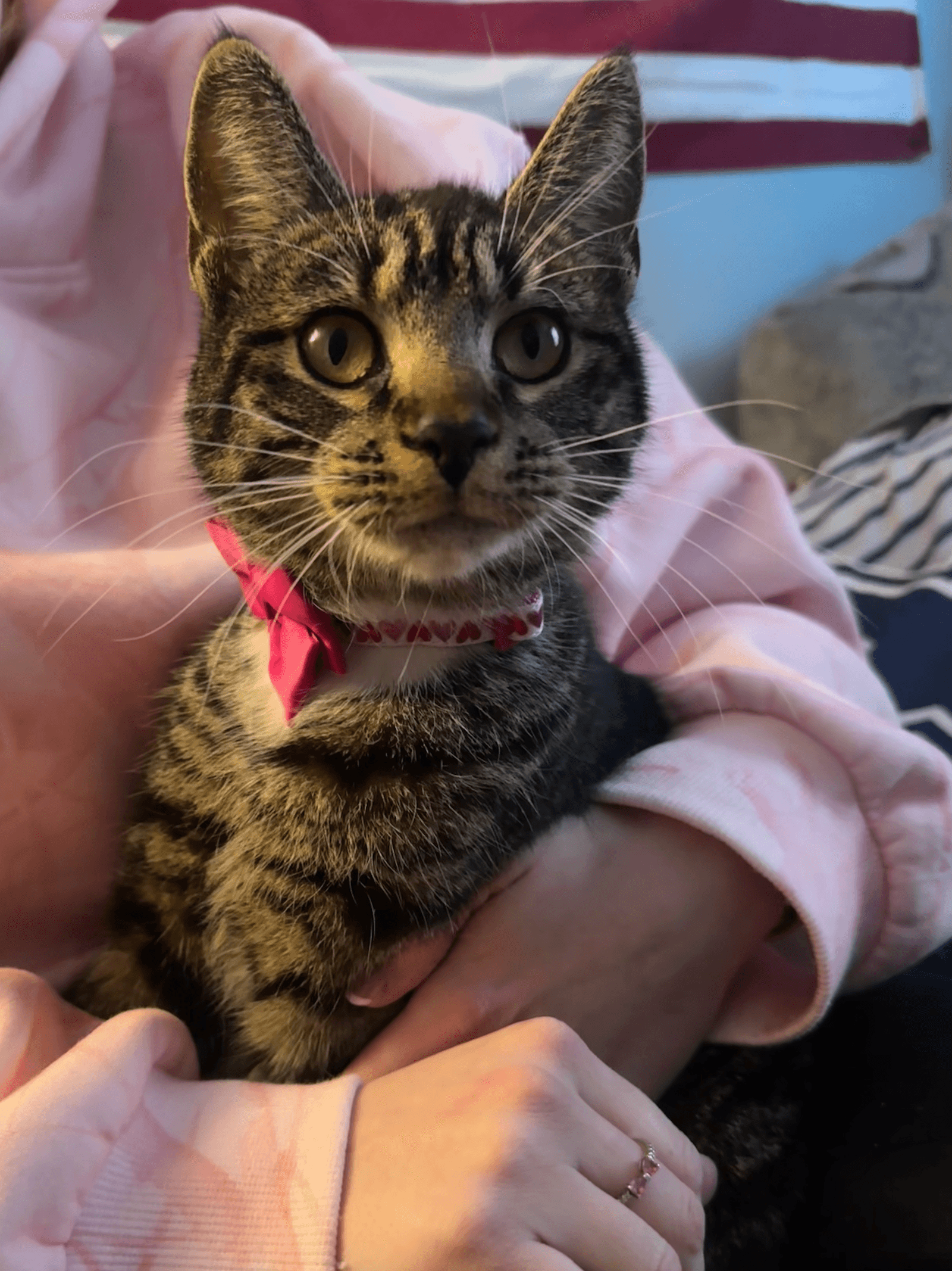 Charlotte - Domestic Short Hair