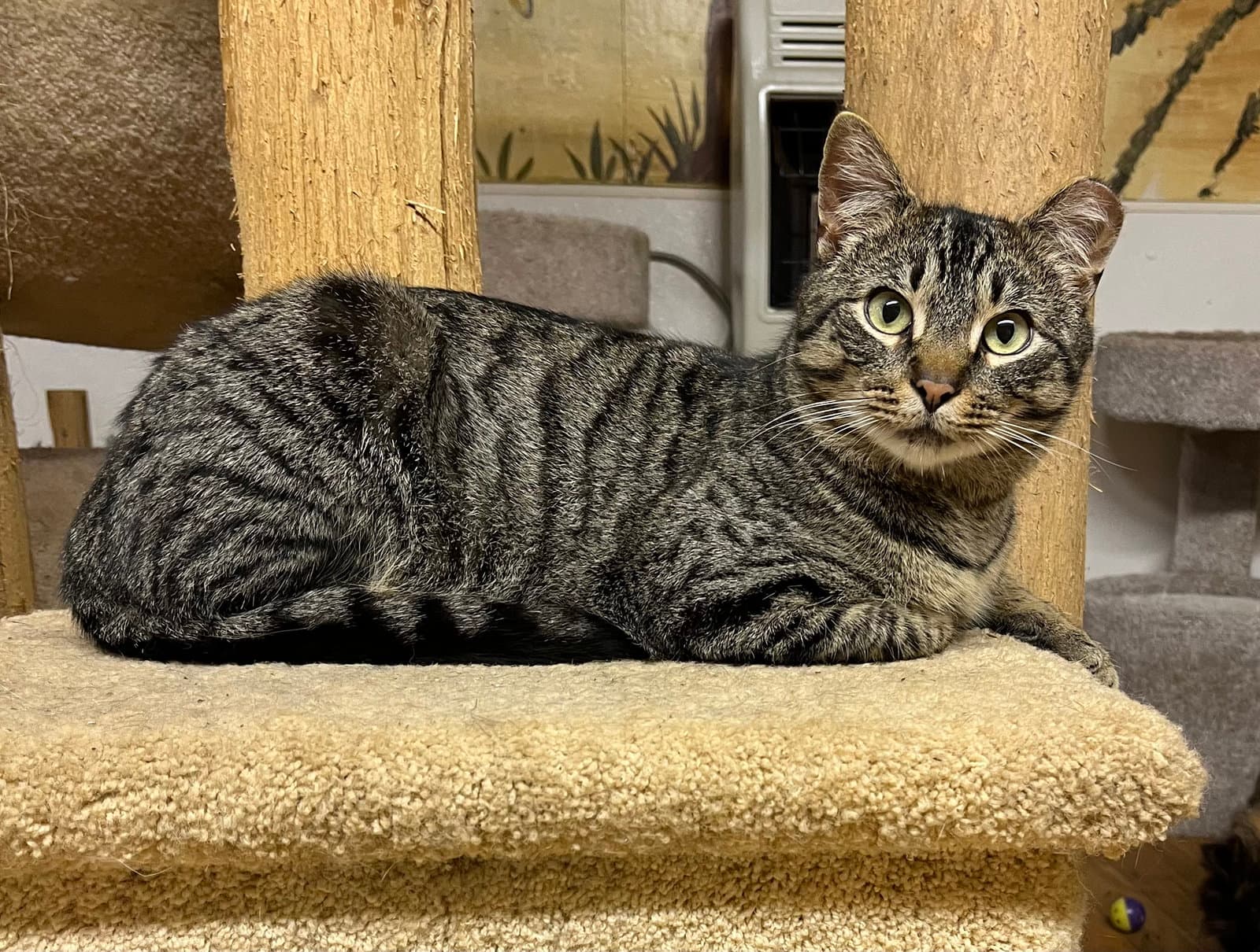Elvis - Domestic Short Hair