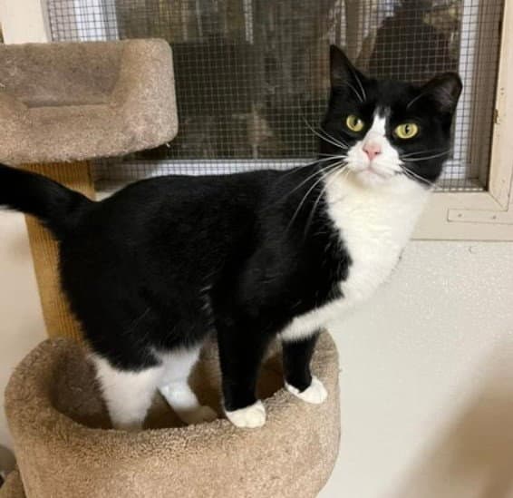 Ellie - Tuxedo