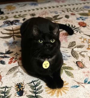 Luna - Domestic Short Hair