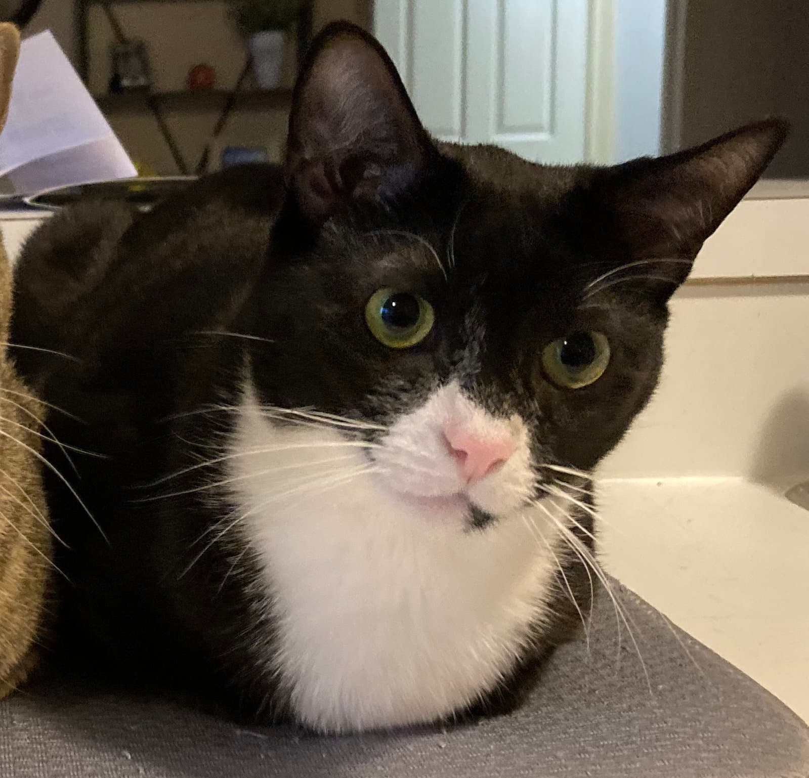 Theoden Theo - Domestic Short Hair