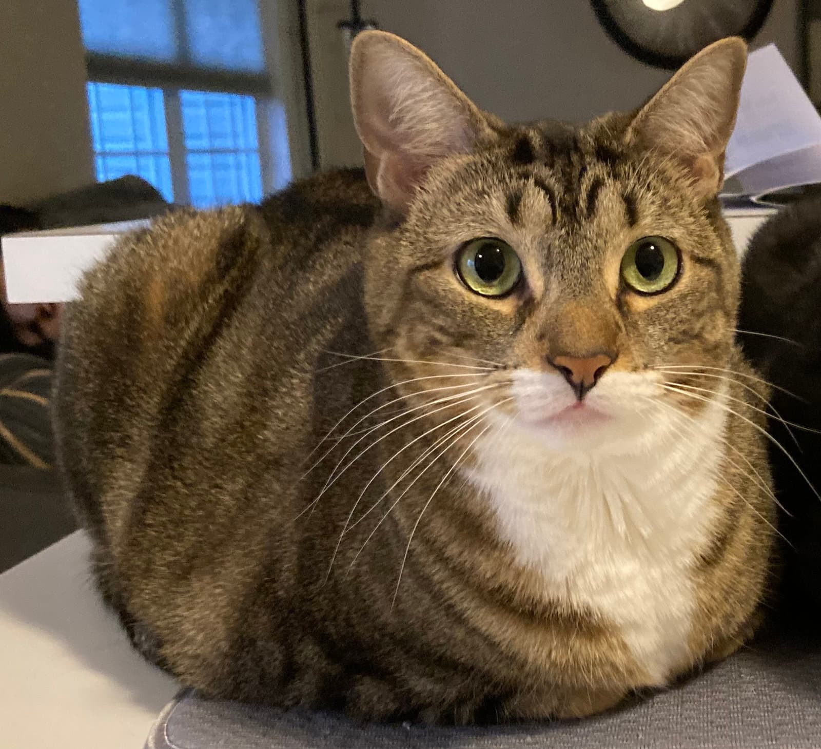 Arwen Ari - Domestic Short Hair