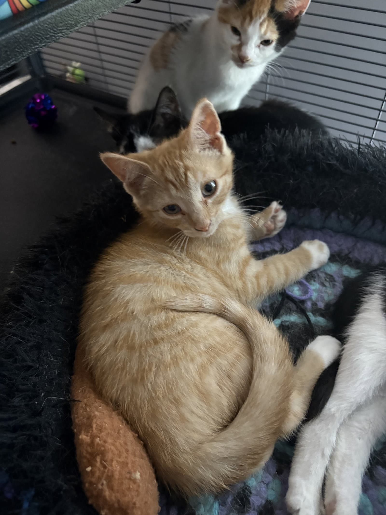 Hank - Domestic Short Hair