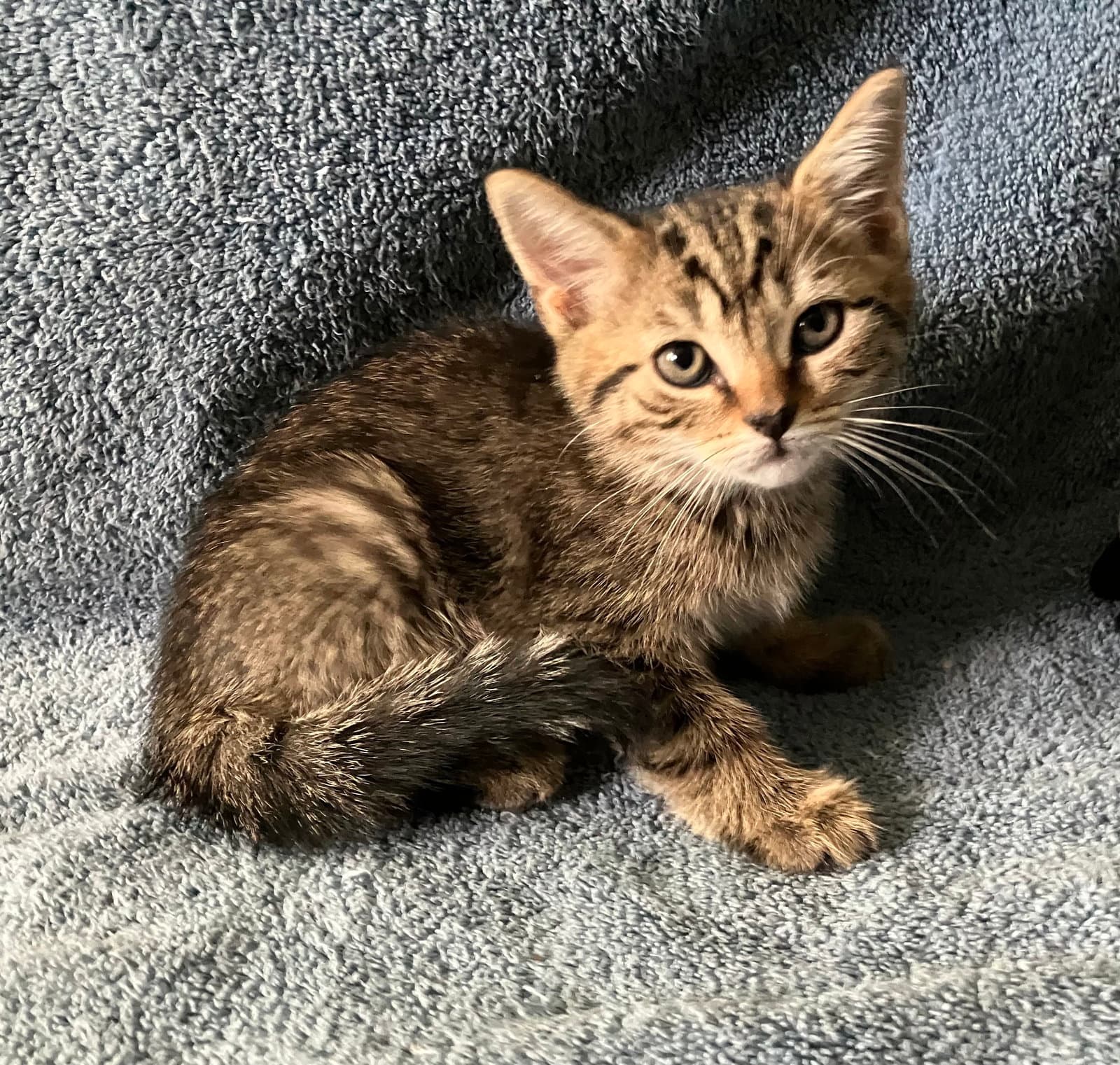 Wallace - Tabby