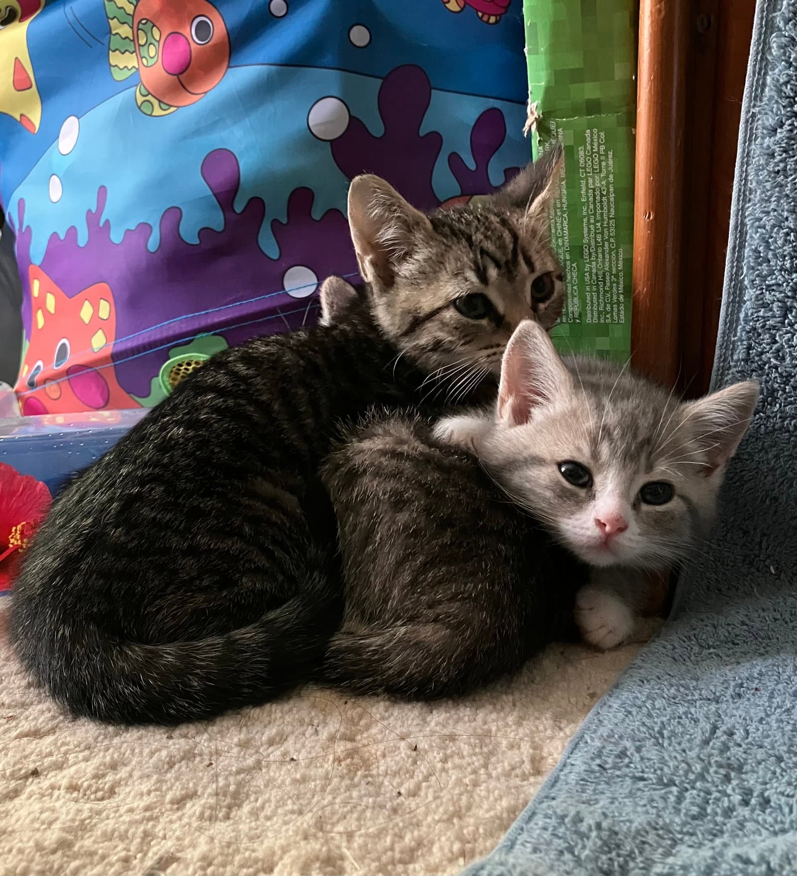 Angus - Tabby