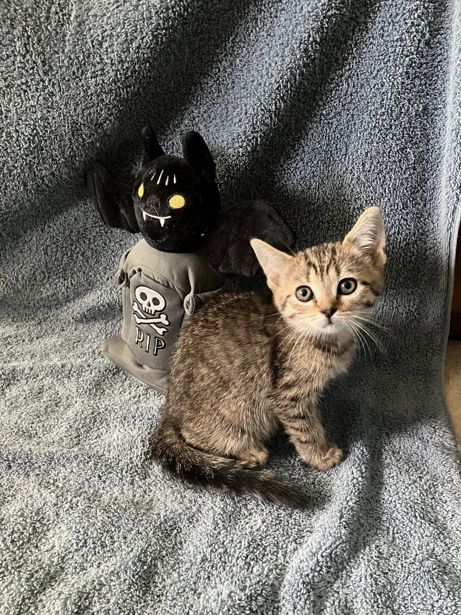 Blair - Tabby