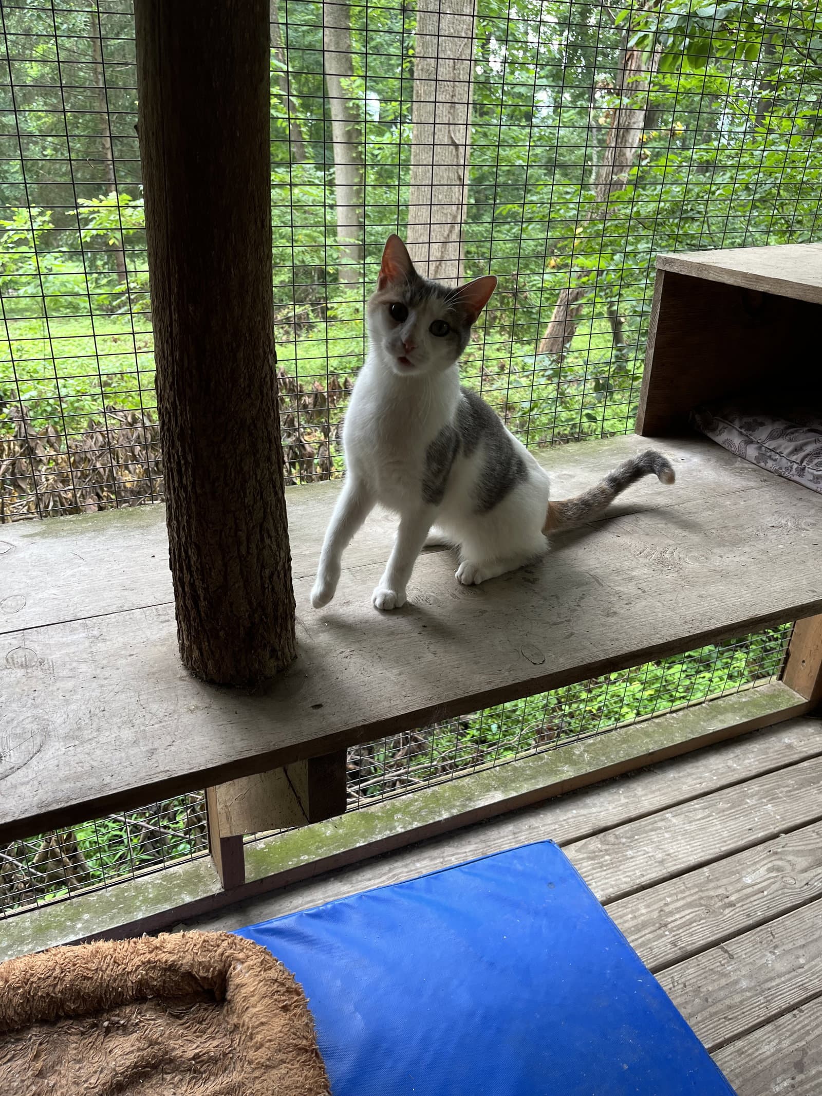 Willow - Indooroutdoor - Dilute Calico