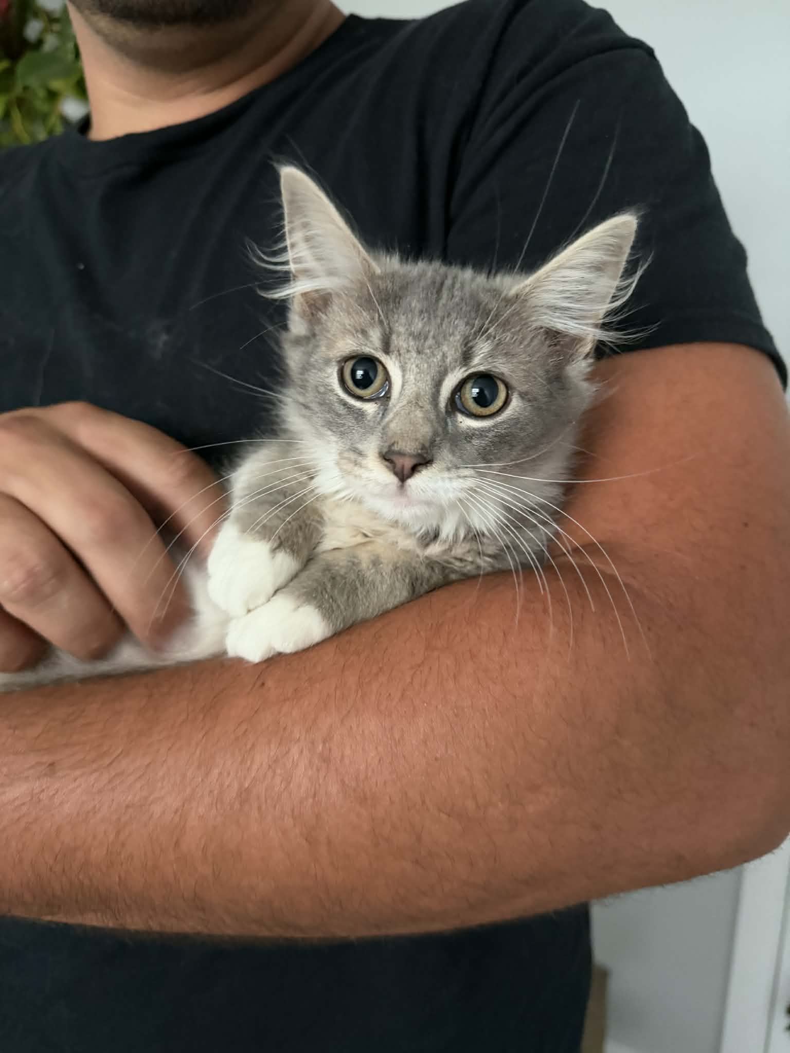 Rambo - Domestic Long Hair