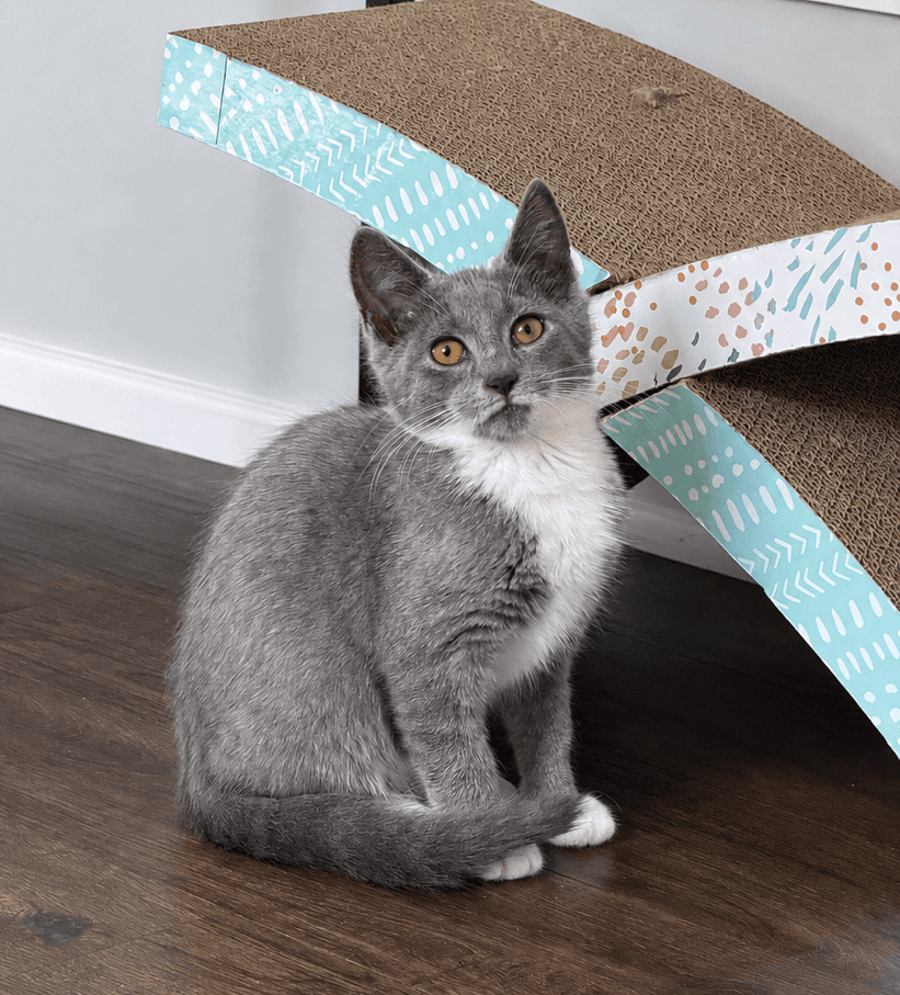Pip - Domestic Short Hair