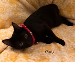 Gus image 1