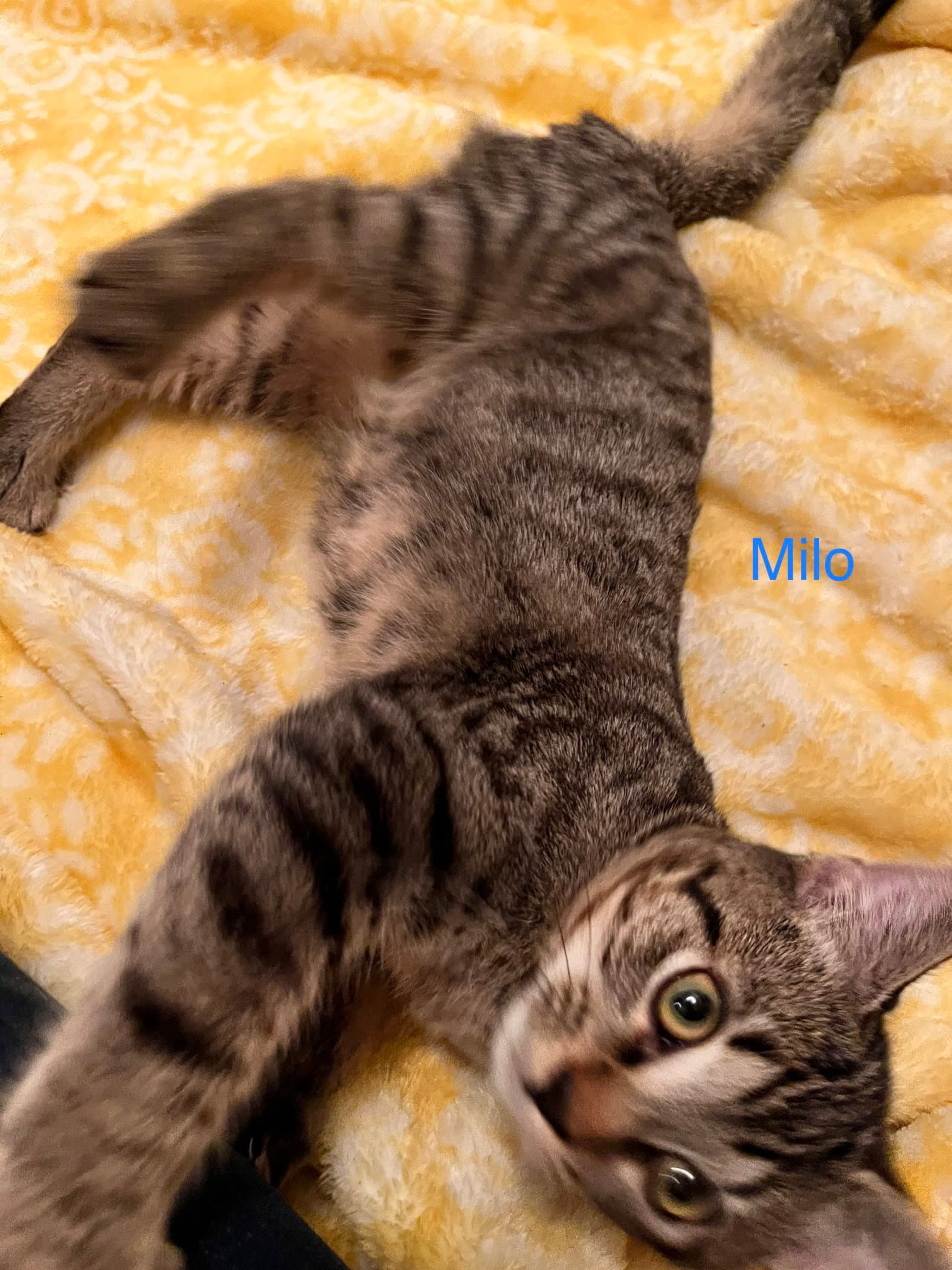 Milo - Domestic Short Hair