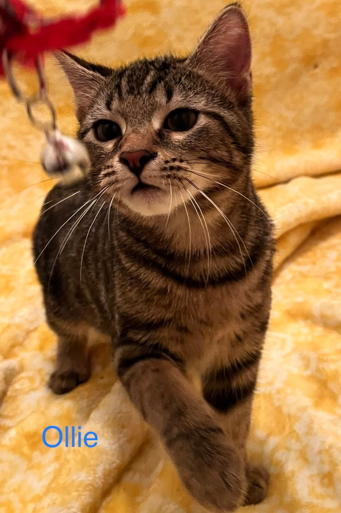 Ollie - Domestic Short Hair