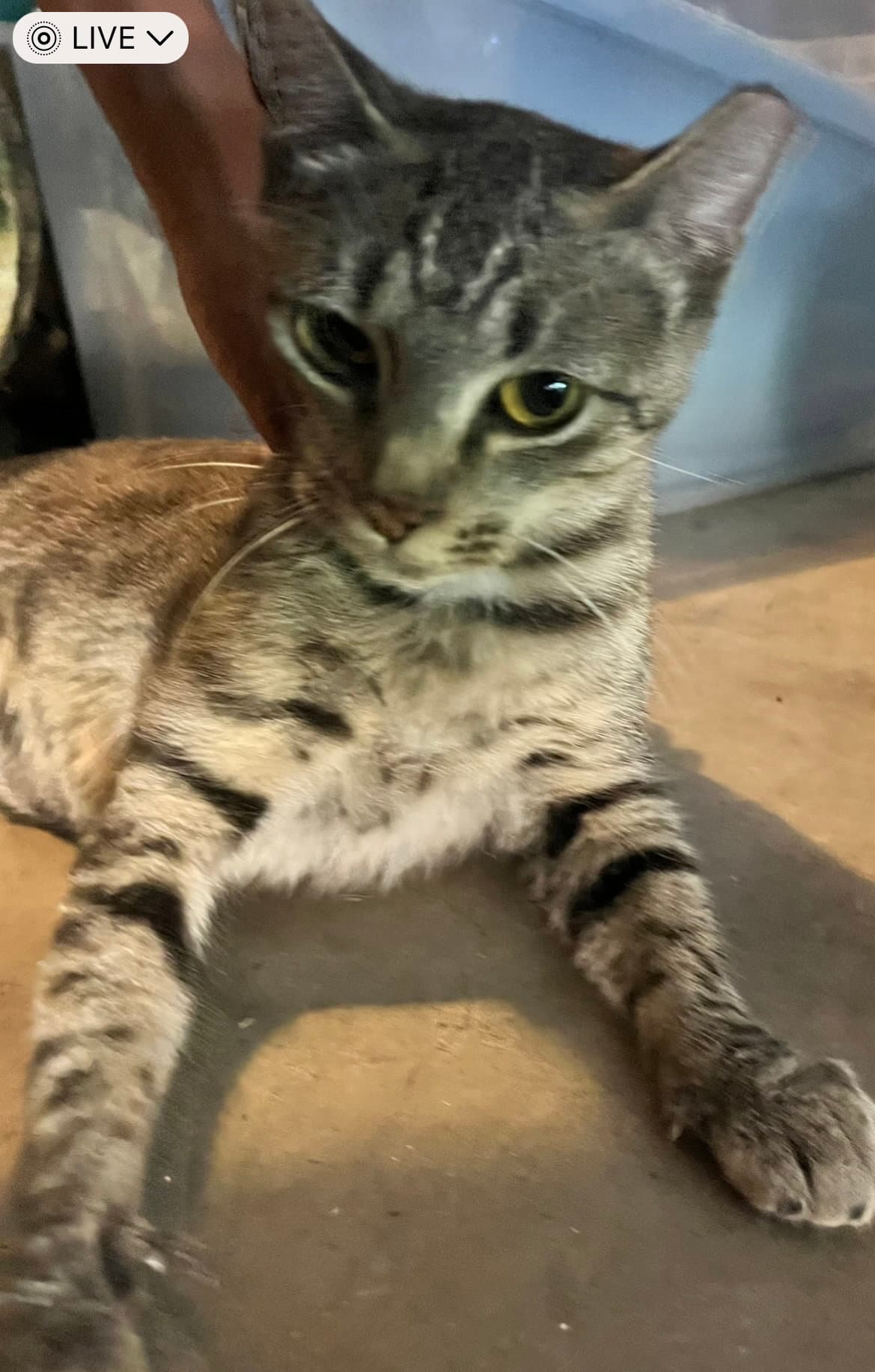 Abby - Domestic Short Hair