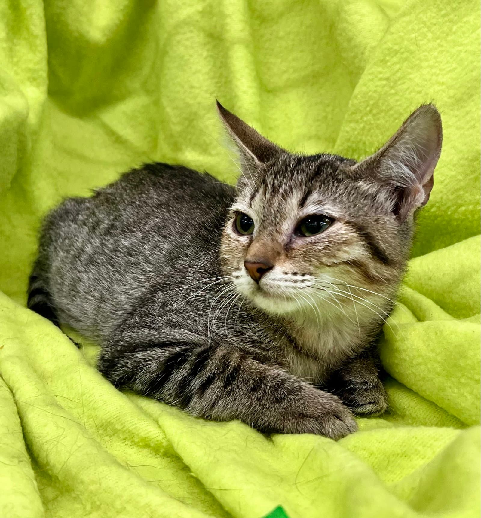 Axel - Domestic Short Hair