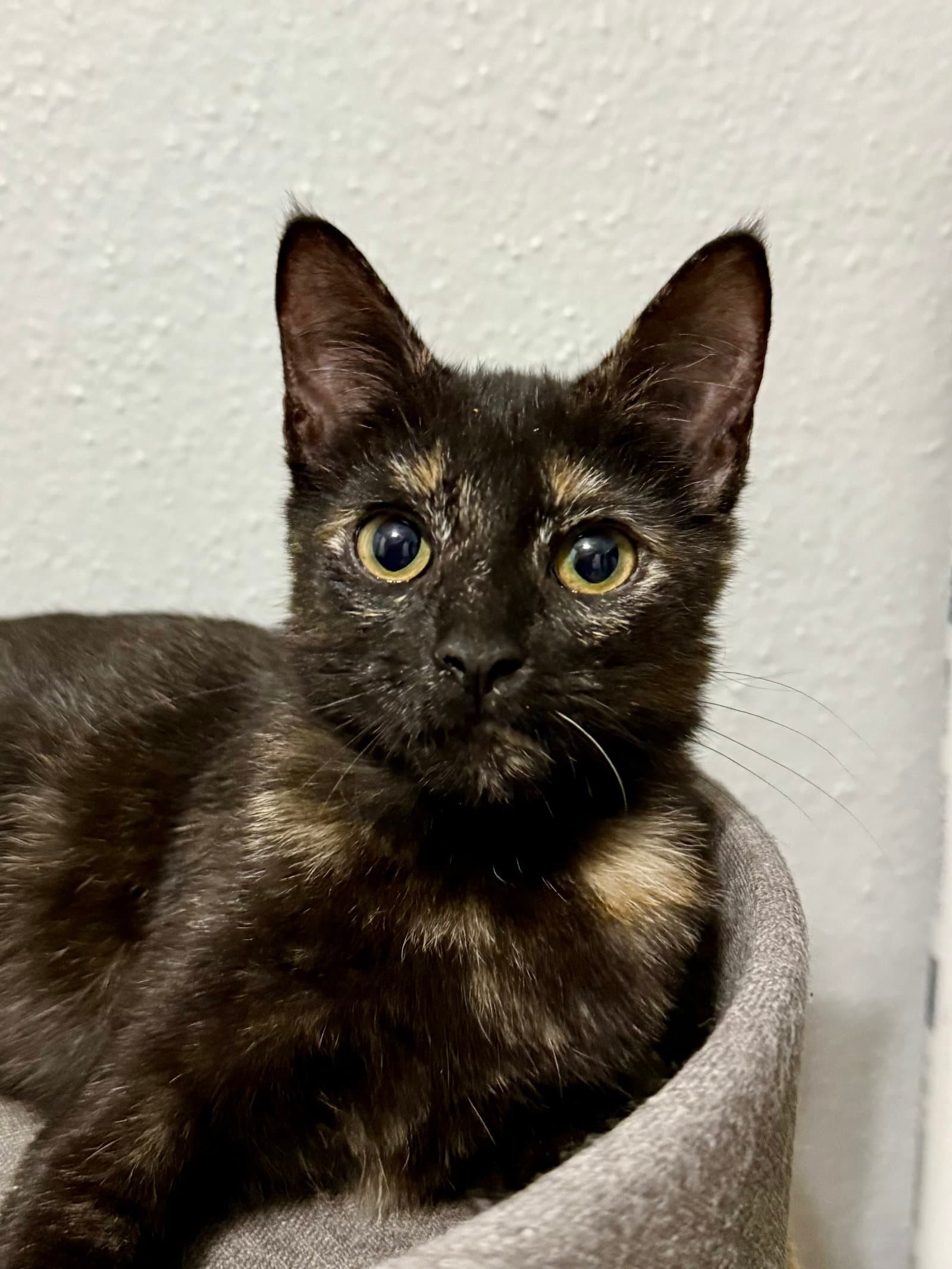 Josie - Domestic Short Hair