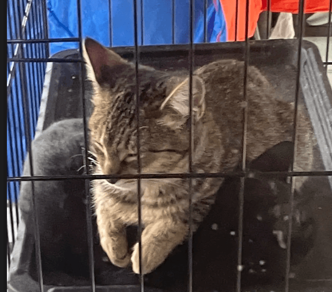 Bernard - Domestic Short Hair