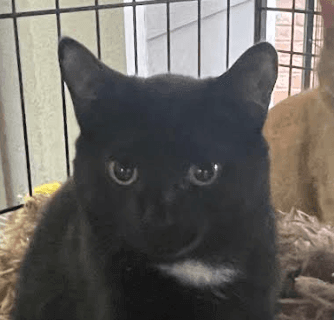 Tux - Domestic Short Hair