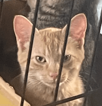 Karl - Domestic Short Hair