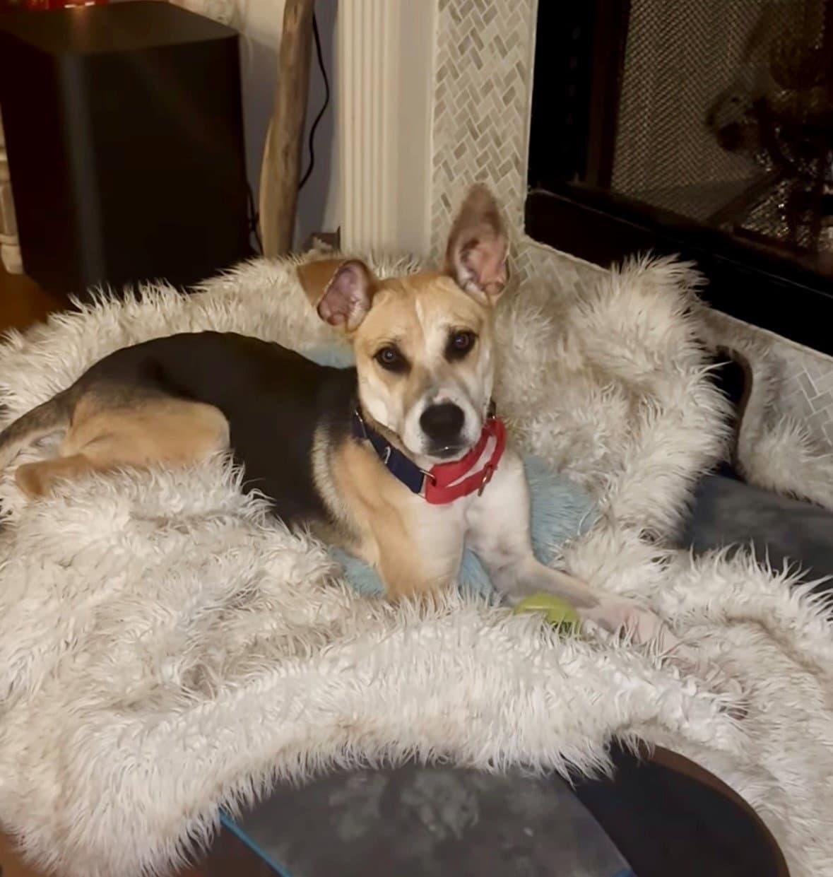 Maverick - Shepherd