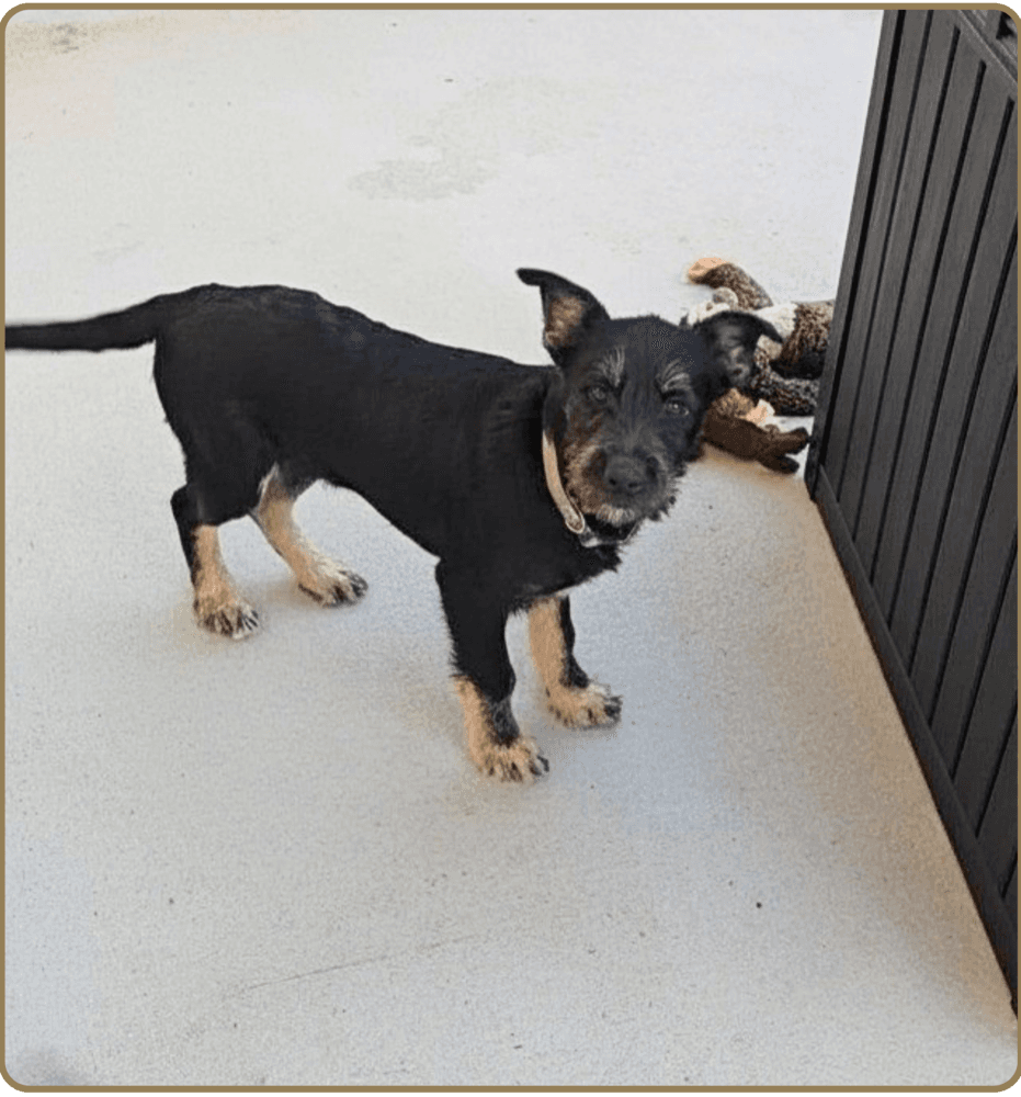 Sokka - Cattle Dog