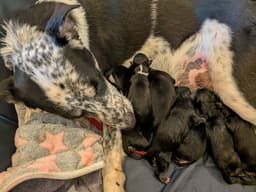 Sokka image 3
