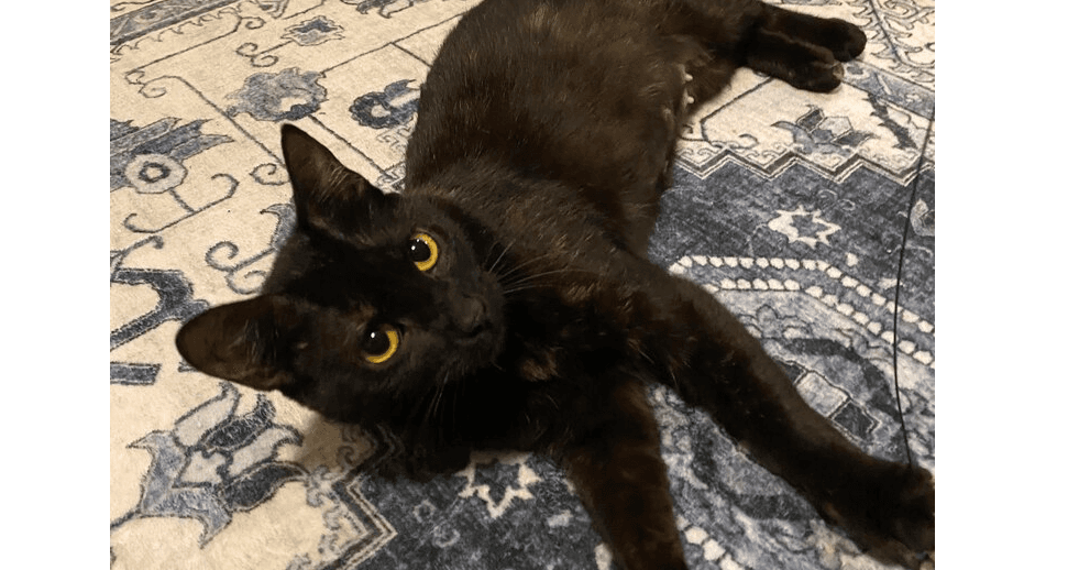 Amber - Domestic Short Hair
