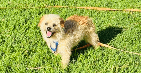 Ram - Poodle (Miniature)