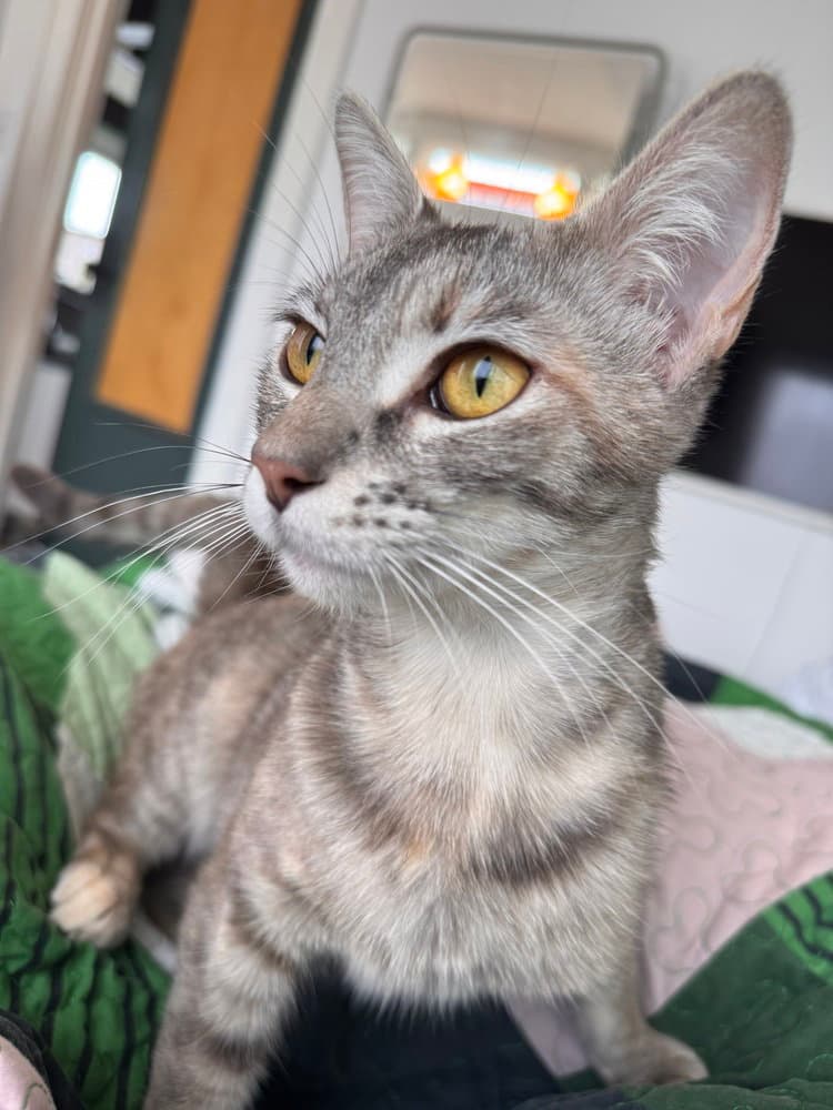 Miranda Priestly - Domestic Short Hair