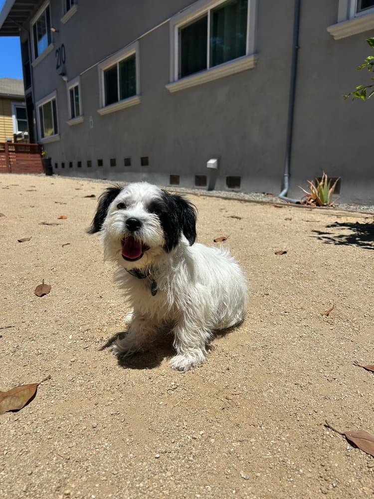 Ashley - Shih Tzu