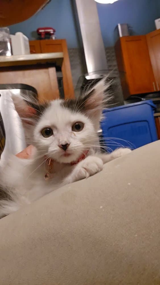 Zack Morris - Domestic Long Hair