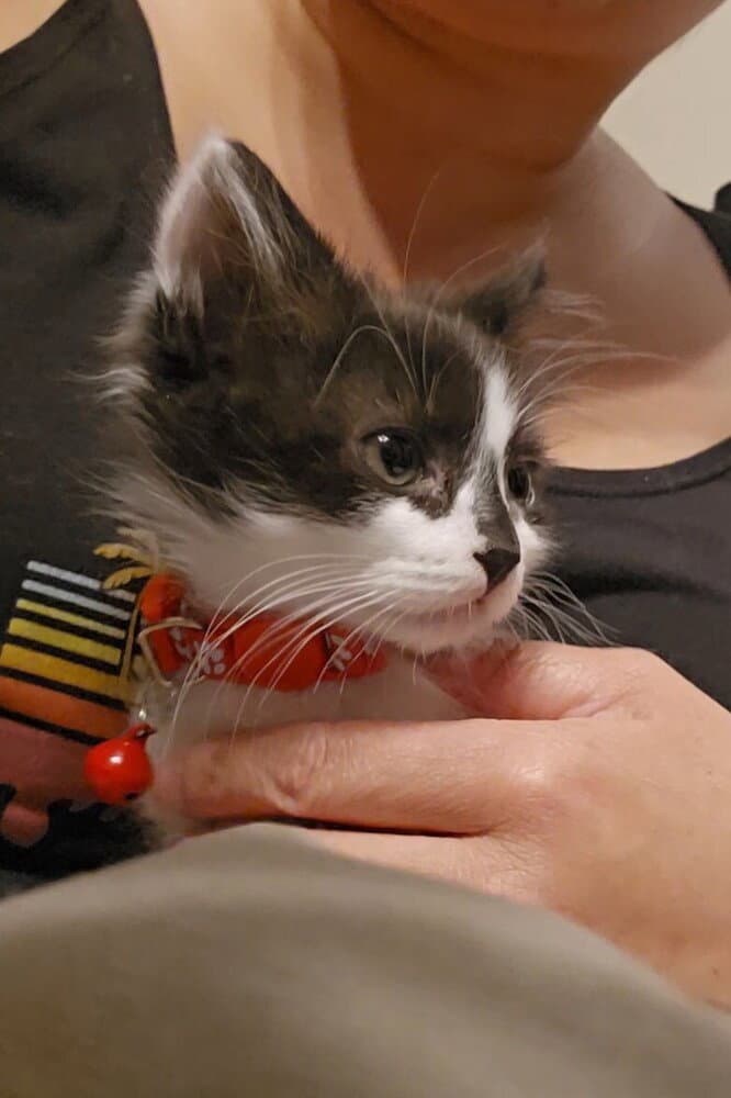 Mickey Mouse - Domestic Long Hair
