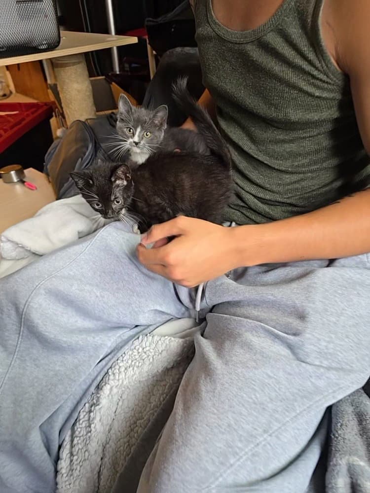 Daisy Duck - Domestic Short Hair