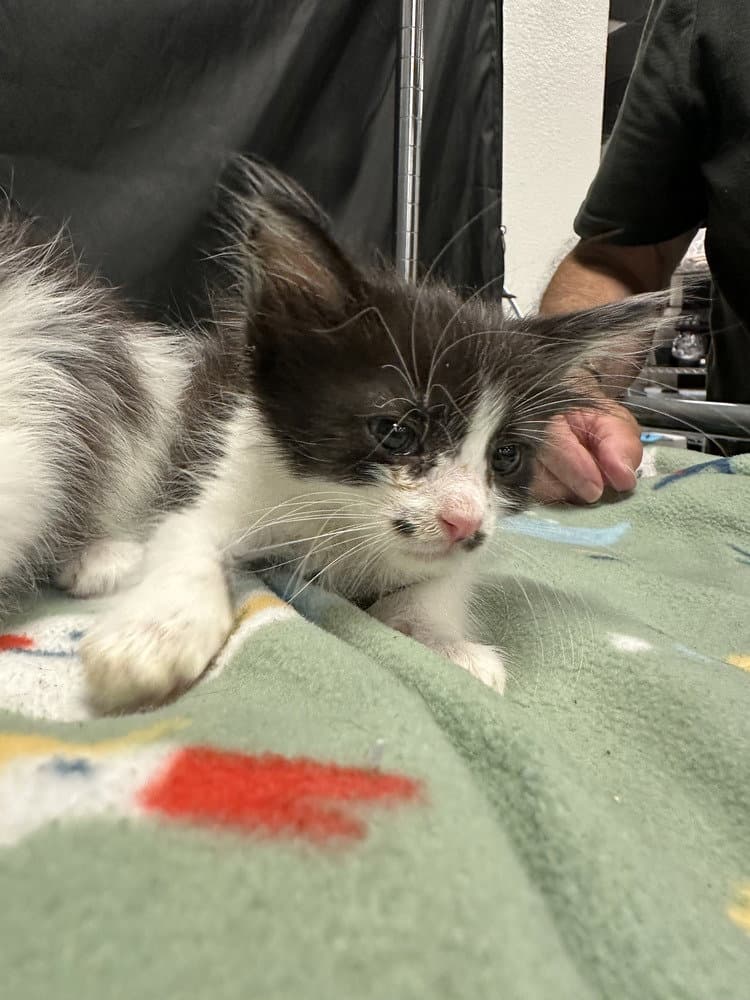 Screech - Domestic Long Hair
