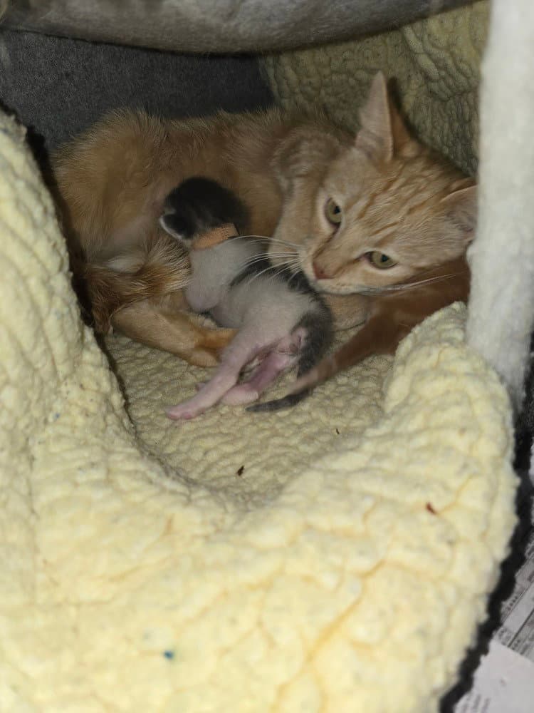 Peaches - Domestic Short Hair