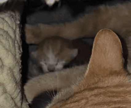 Nectarine - Domestic Short Hair