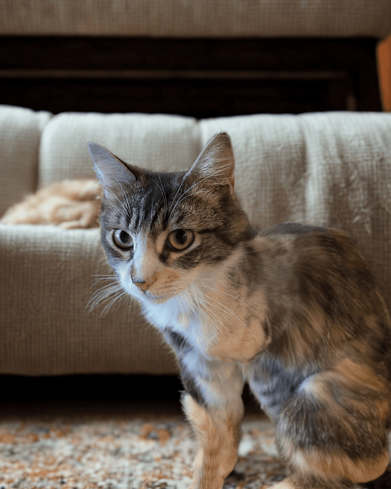 Solon - Domestic Long Hair