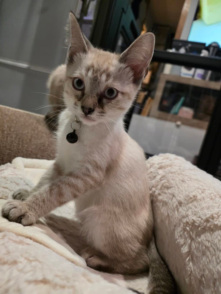 Karl - Siamese