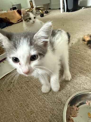 Ryland - Domestic Medium Hair