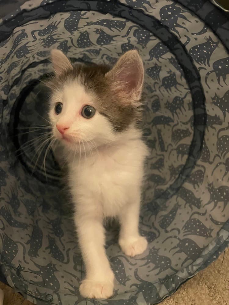 Rocky - Domestic Medium Hair