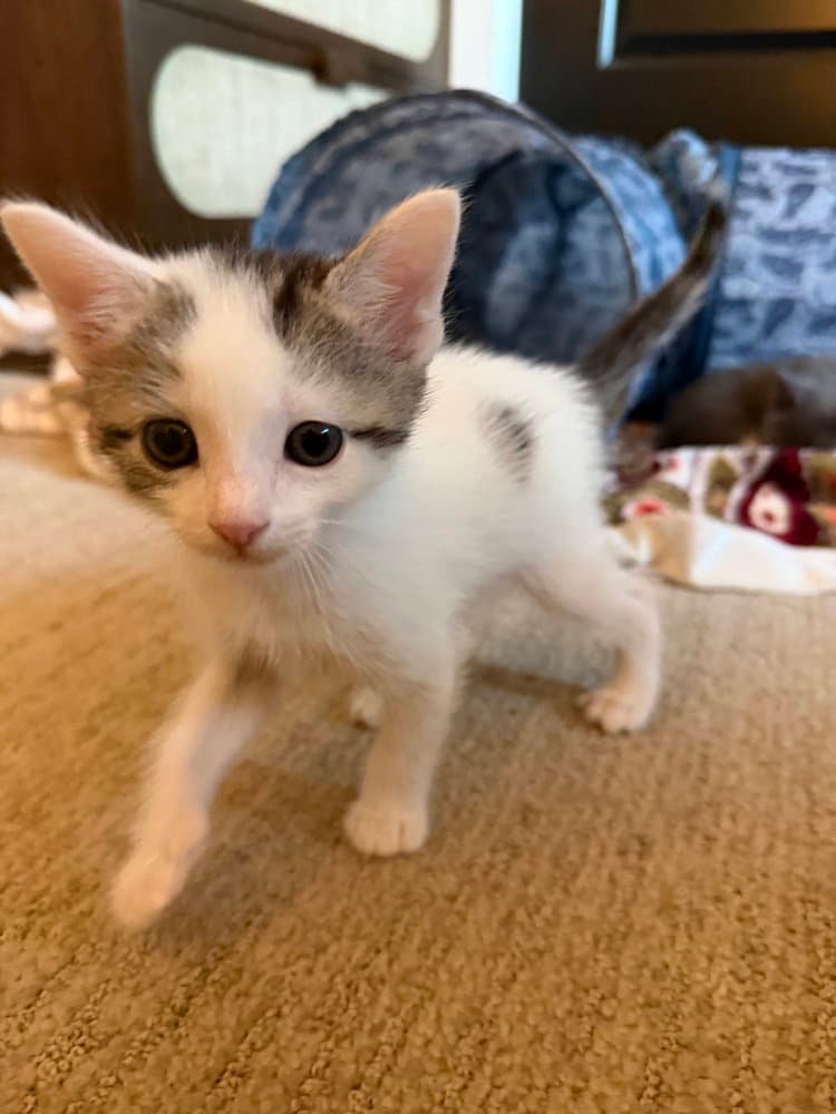 Yo Li-Jie - Domestic Short Hair