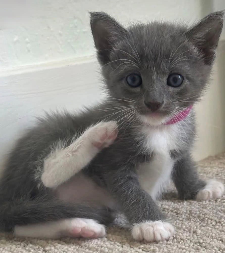 Eva - Domestic Short Hair