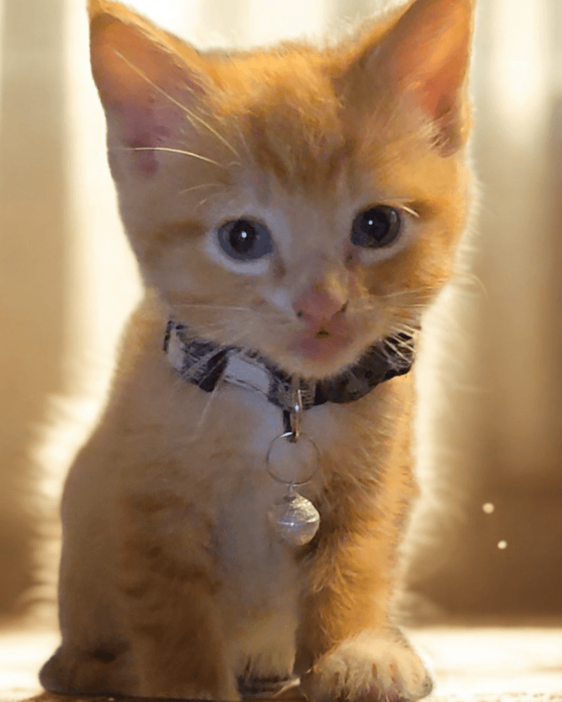 Zayto - Domestic Medium Hair