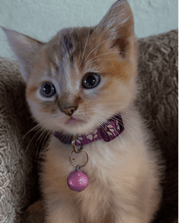 Izzy image 1