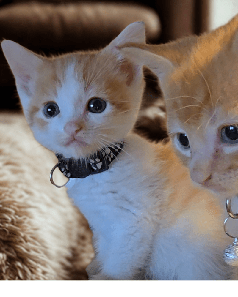 Javi - Domestic Short Hair