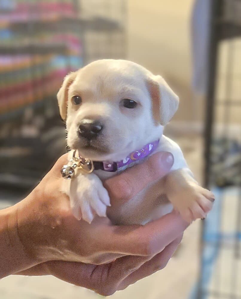 Solider Boy - Maltese